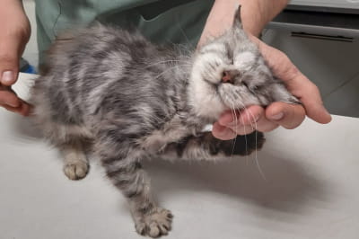 Маленький котенок Крисмас