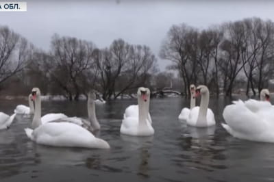 Лебеді