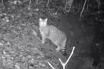 Лісовий кіт 