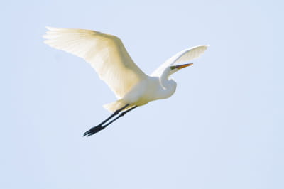 Чепура велика