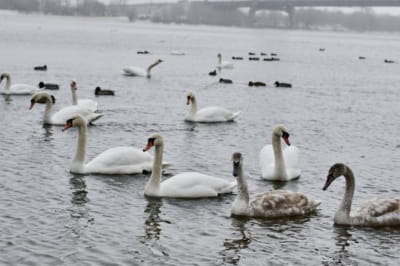 Лебеді