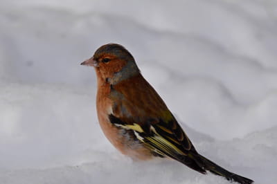 Маленькая певчая птичка