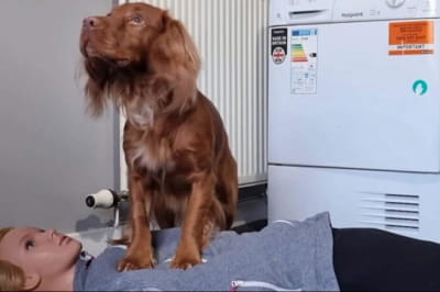 Собака навчився робити серцево-легеневу реанімацію