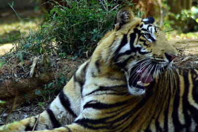 "Черные" тигры