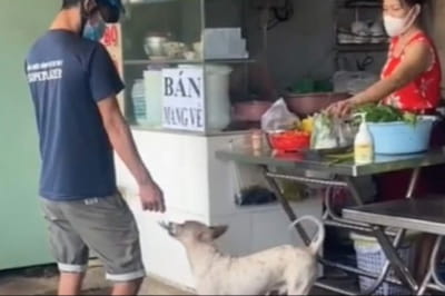 собака працює касиром у кафе