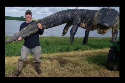 Даг Борріс і величезний алігатор 