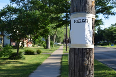 Оголошення про зникнення кота