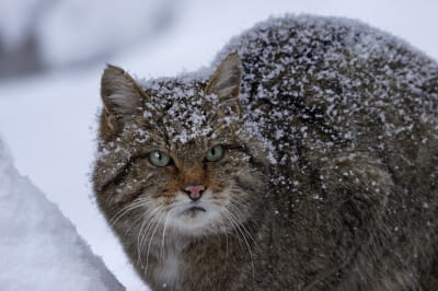 Дикий лісовий кіт
