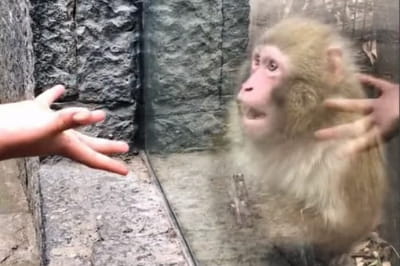 Реакція мавпи на фокус