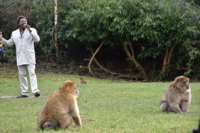 Берберійські макаки та Дейв Ларджі