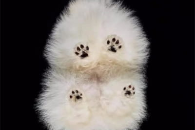 Дно собачок