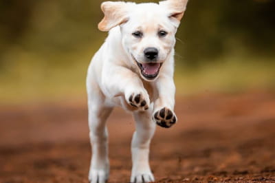 Кумедні песики