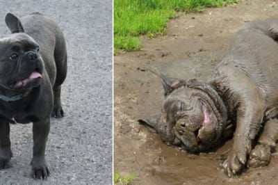 Забавные собаки