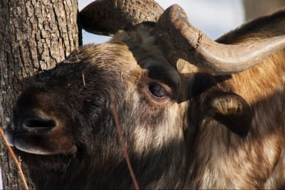 Такін у харківському екопарку 