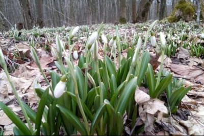 Подснежники 