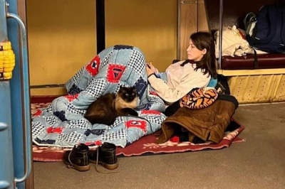 Животные в бомбоубежищах 