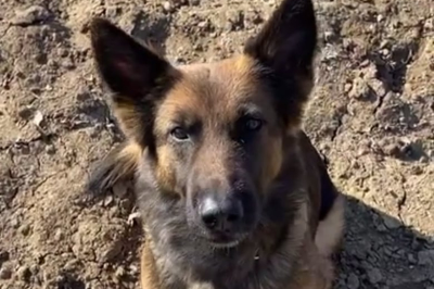 Пограничная собачка