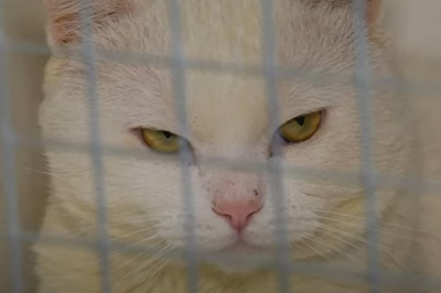 Котик