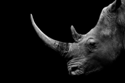 Черный носорог
