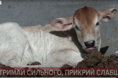 Джавелин