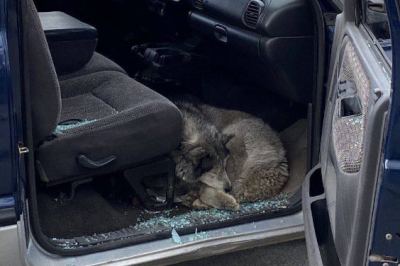 Історія песика з Бучі