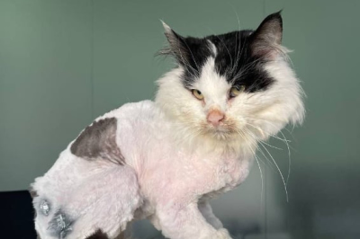 Кіт із Бородянки