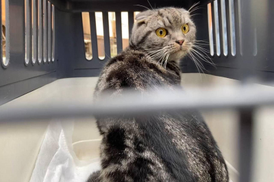 Кіт з Ірпеня