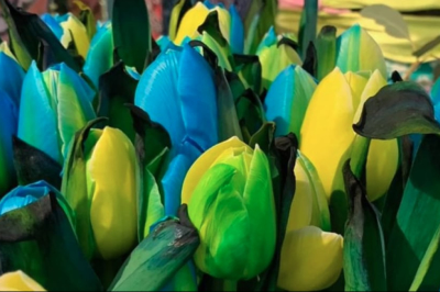 У Нідерландах тюльпани зацвіли синє-жовтими кольорами