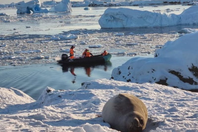Самиця південного морського слона