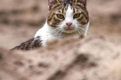 котики війни