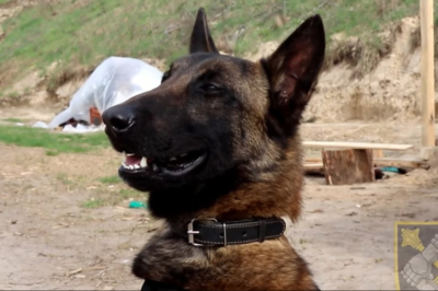 Бельгиец Алмаз