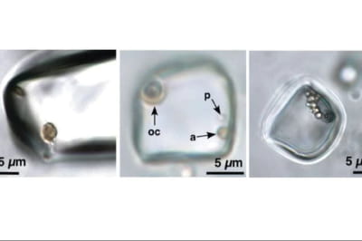 Микроорганизмы