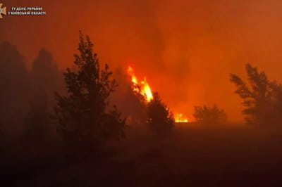 Лісова пожежа у Київській області