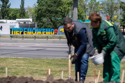 Висадження лілій