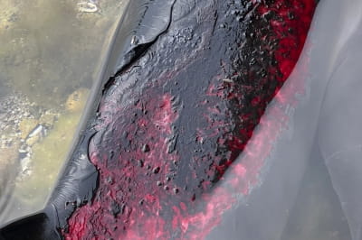 рашисты убивают дельфинов