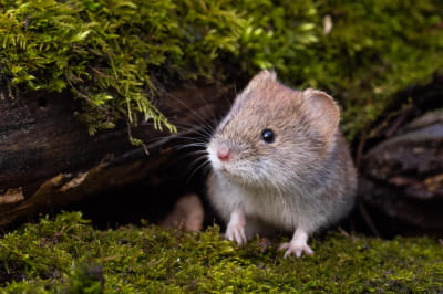 Нориця руда