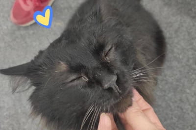 Спасение Бигги