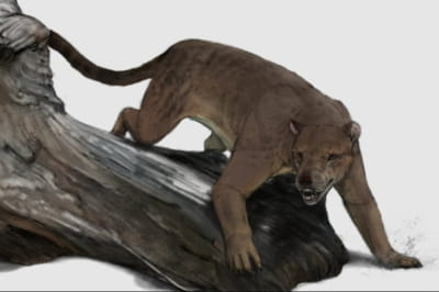 залишки невідомої ведмедесобаки