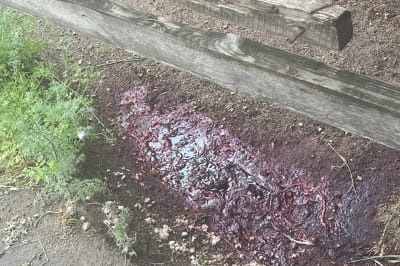 Место убийства коня