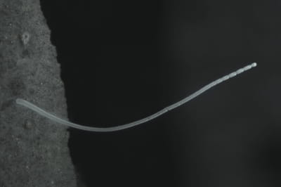 учені знайшли найбільшу у світі бактерію