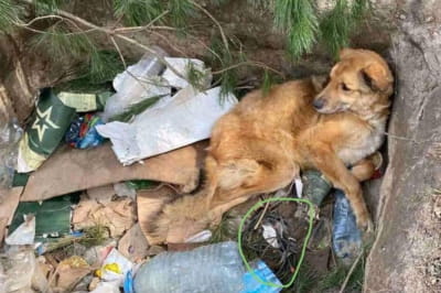 На Київщині у ямі знайшли побиту і заміновану собаку