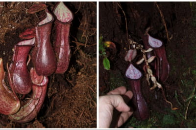 Nepenthes pudica