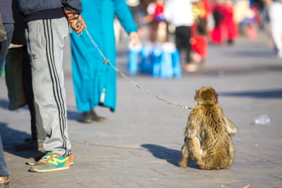 Мавпа на повідку