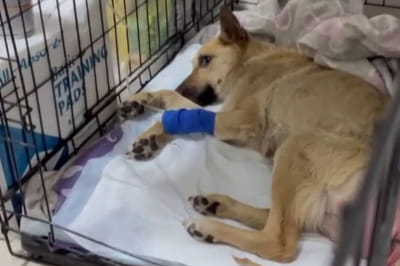 Постраждала собака