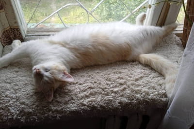 Врятована кішка