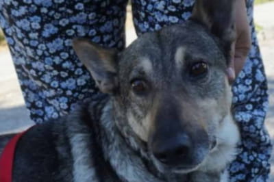 Протез для песика