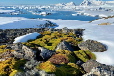 Антарктида влітку