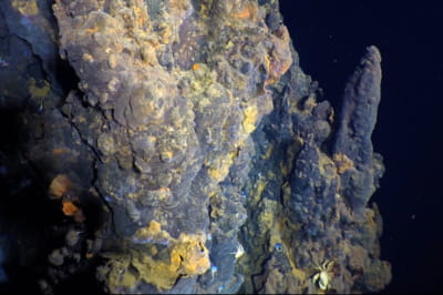 в Тихом океане на почти 3-метровой глубине нашли гидротермальное поле