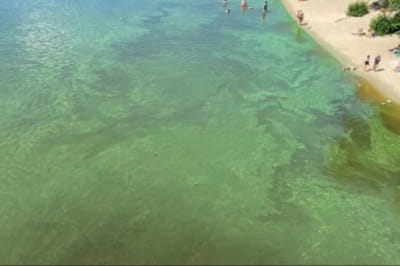 У Дніпрі позеленіла вода