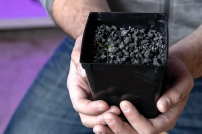 Біологи виростили рослину в астероїдному ґрунті